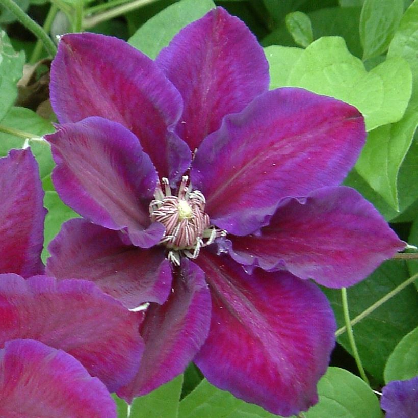 Clematis Julka (Floración)