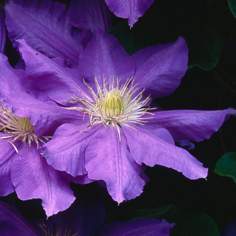 Clematis Lasurstern (Floración)