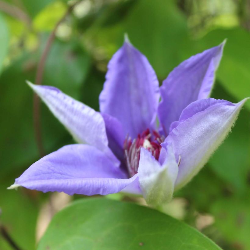 Clematis Lawsoniana (Floración)