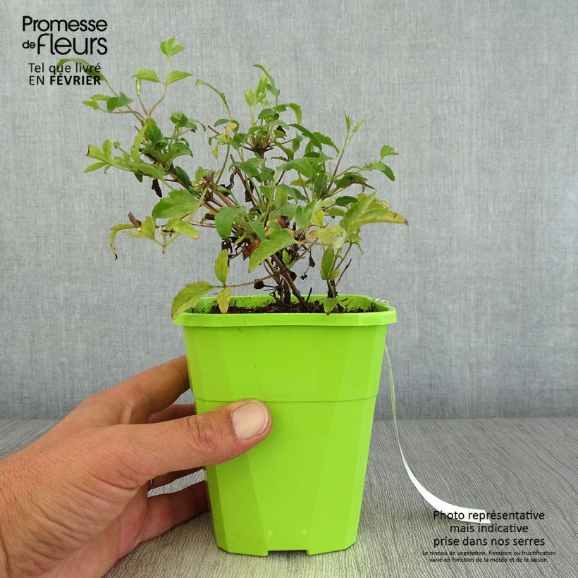 Ejemplar de Clématite - Clematis tangutica Little Lemons en pot de 1/1,5L entregado en otoño