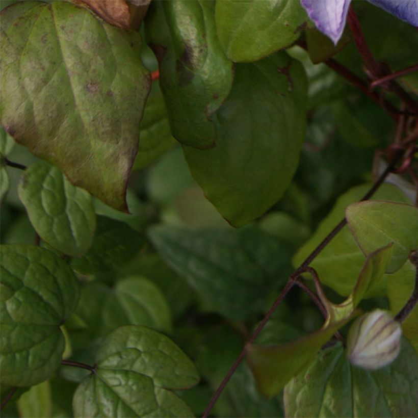 Clematis jackmanii Lucky Charm (Follaje)