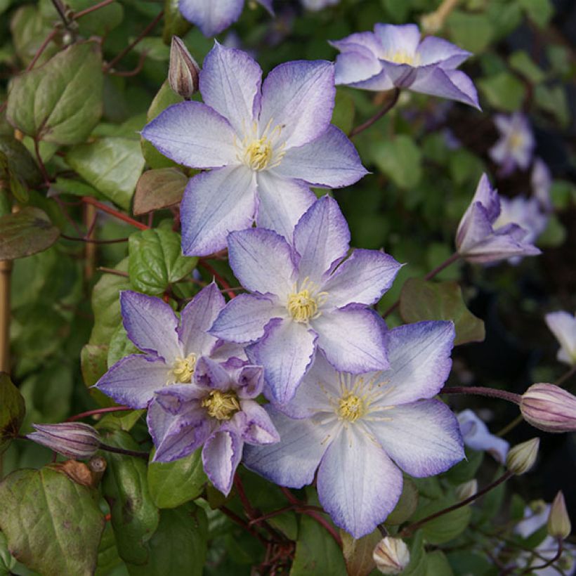 Clematis jackmanii Lucky Charm (Floración)