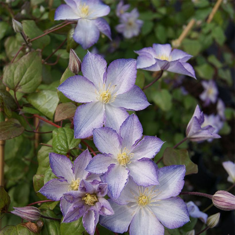 Clematis jackmanii Lucky Charm (Porte)