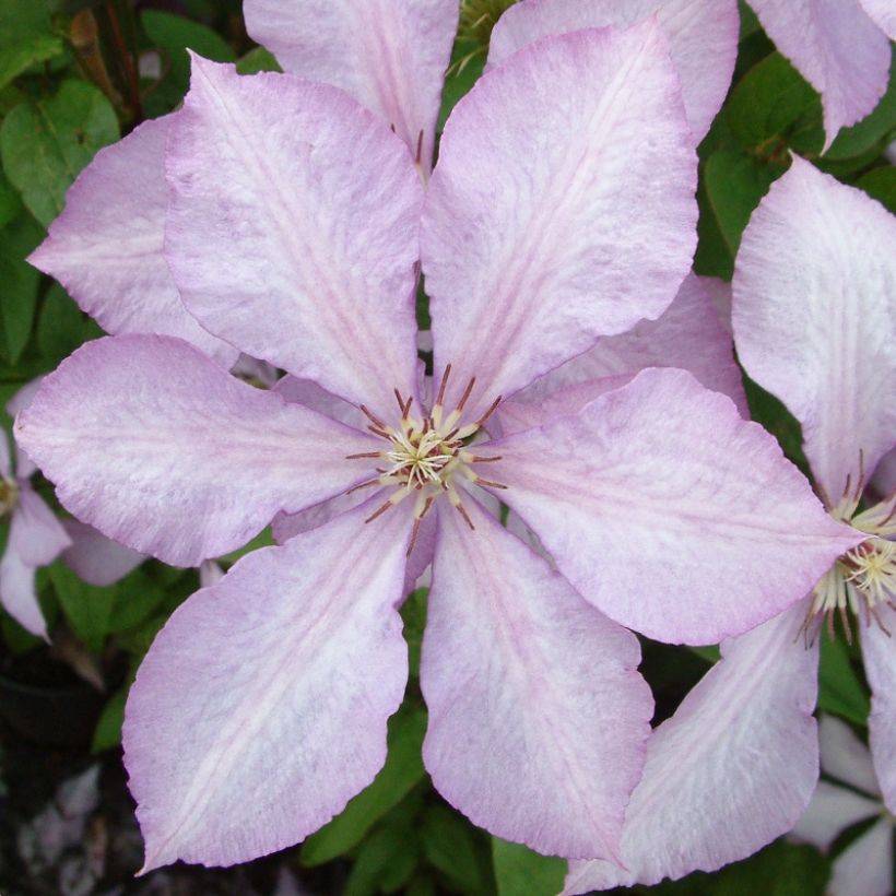 Clematis Margaret Hunt (Floración)