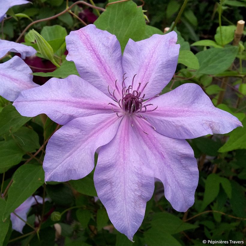 Clematis Moonflet Evipo046 (Floración)