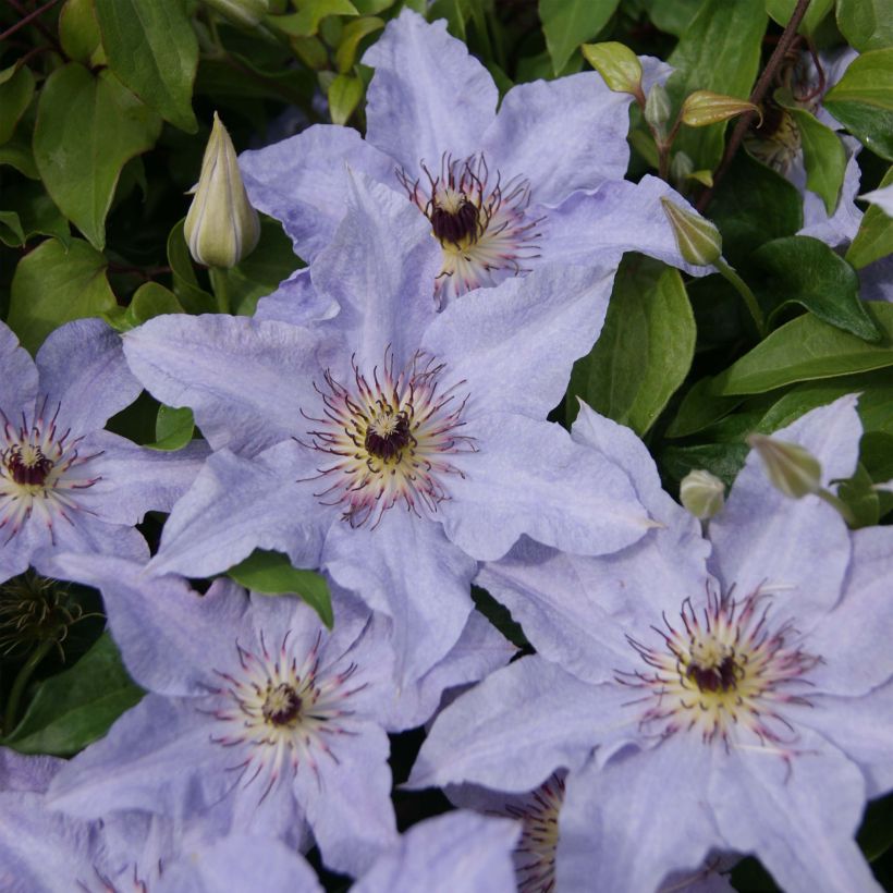 Clematis Myosotis (Floración)