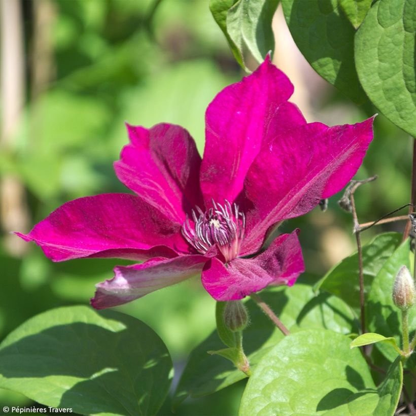 Clematis Perida (Floración)