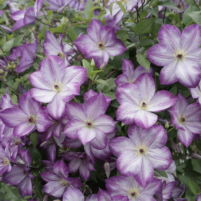 Clematis Pernille (Floración)