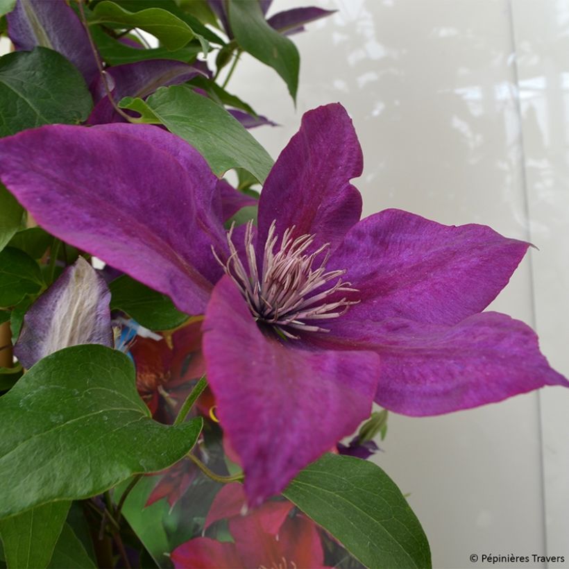 Clematis Picardy (Floración)