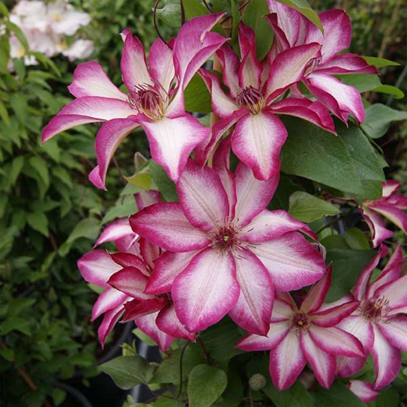 Clematis Picotee (Porte)