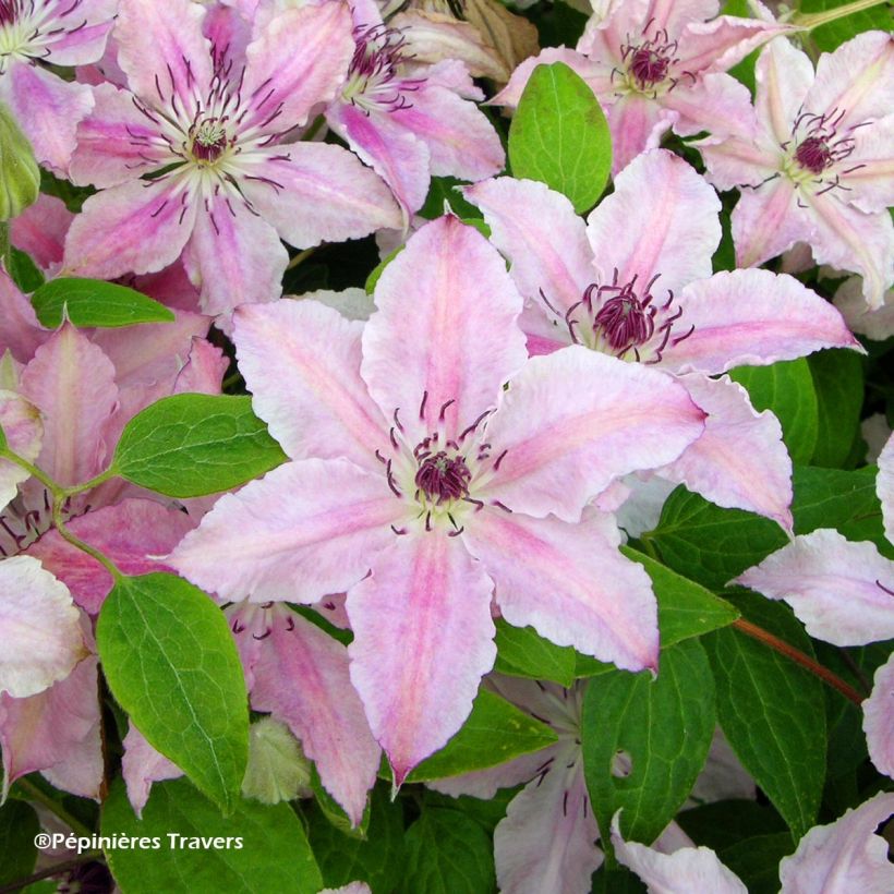 Clematis Pink Fantasy (Floración)