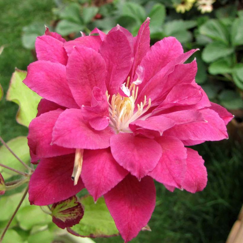 Clematis Red Star (Floración)