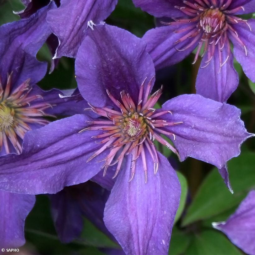 Clematis Saphyra Violetta (Floración)