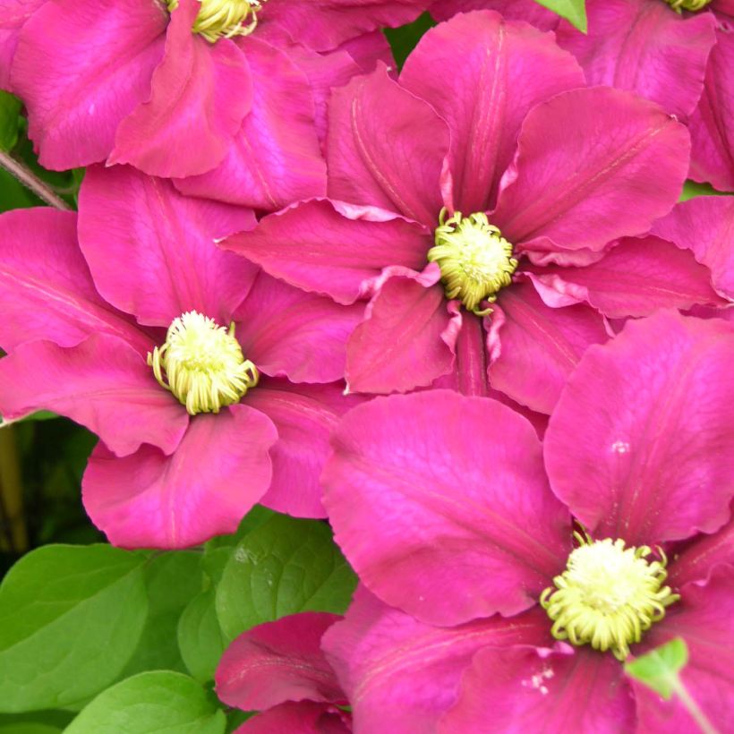 Clematis SUCCESS Magenta (Floración)