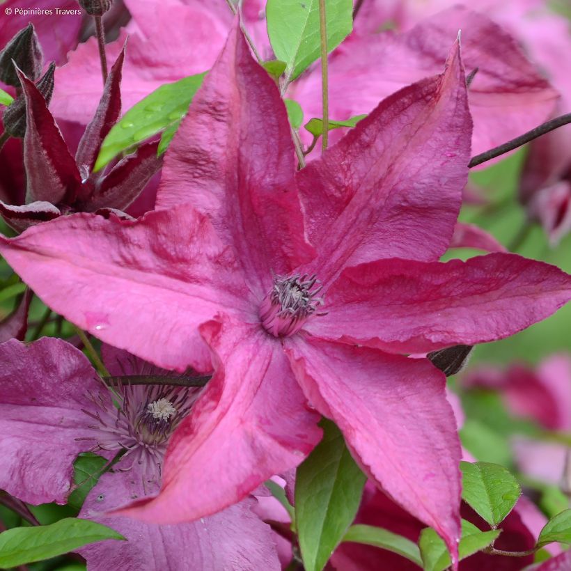 Clematis Saphyra Nancy (Floración)