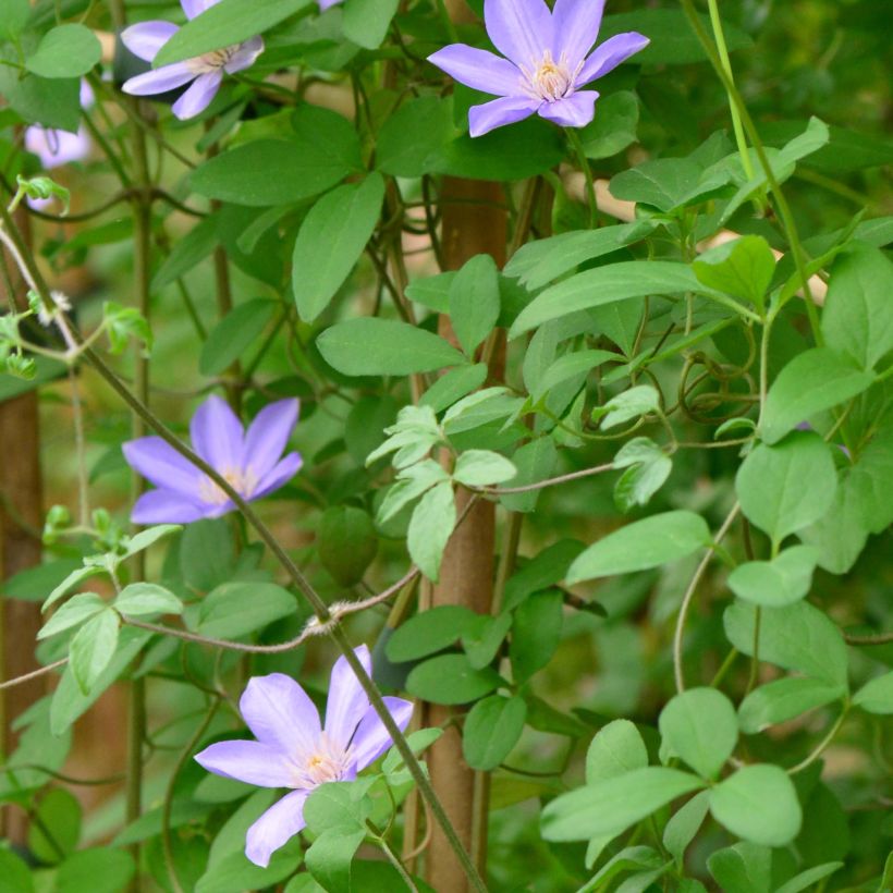 Clematis Sugar Sweet (Follaje)