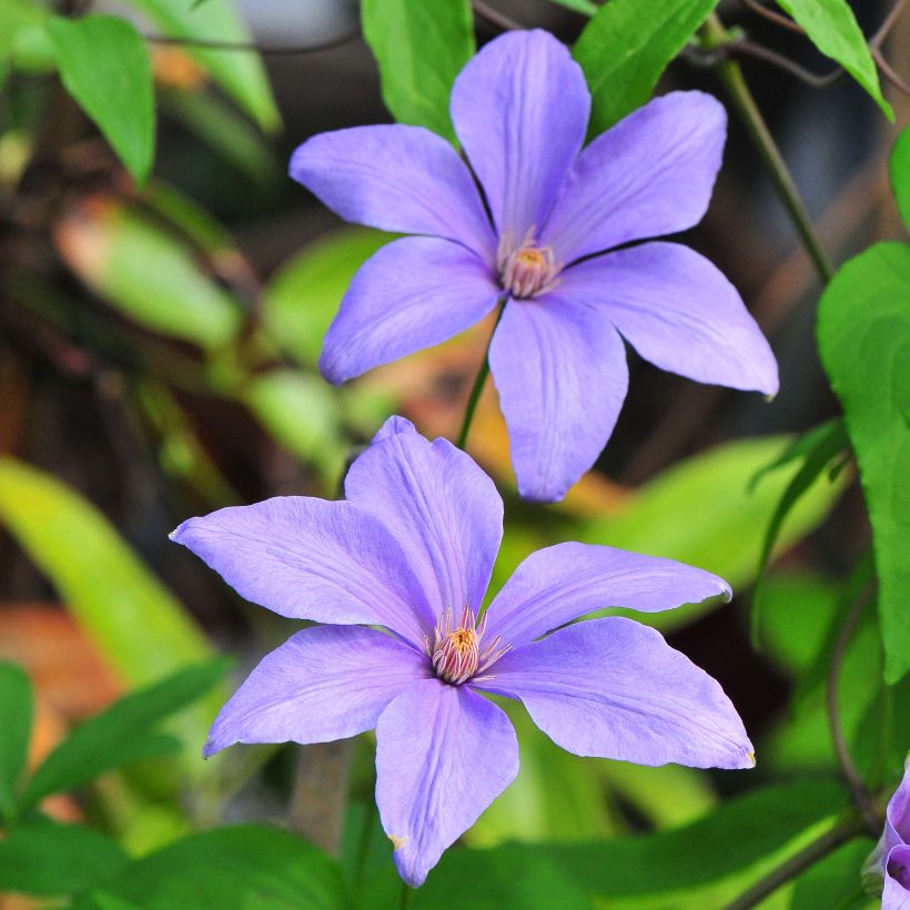 Clematis Sugar Sweet (Floración)