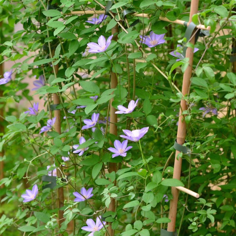 Clematis Sugar Sweet (Porte)