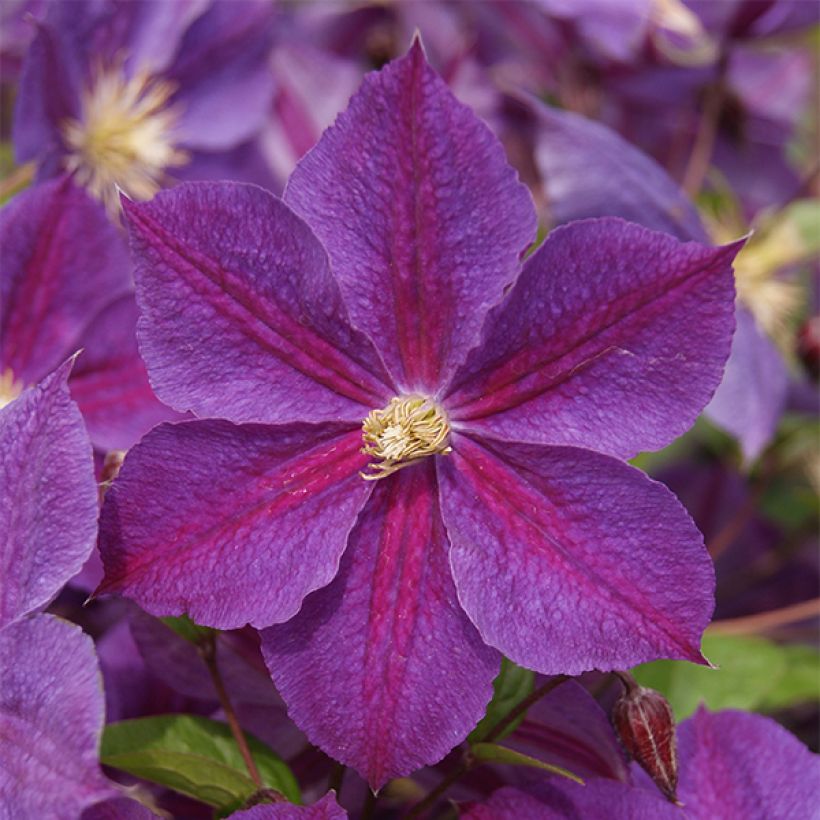 Clematis Star of India (Floración)