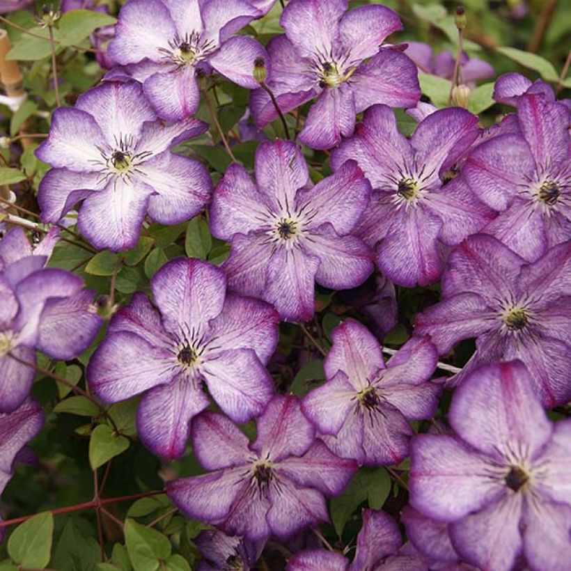 Clematis viticella Super Nova (Floración)