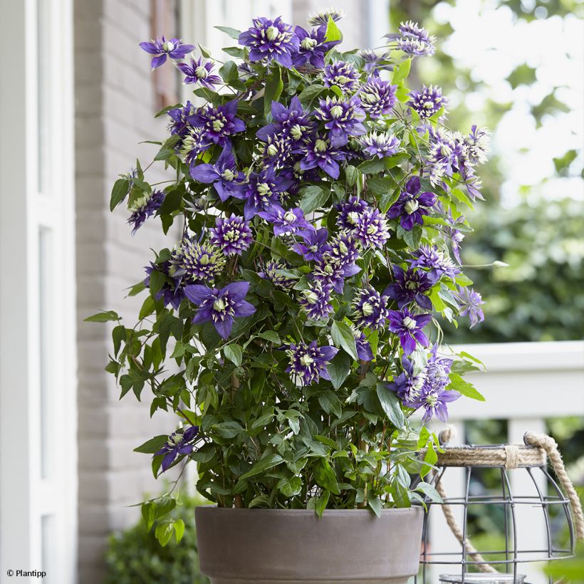 Clematis Taiga (Porte)