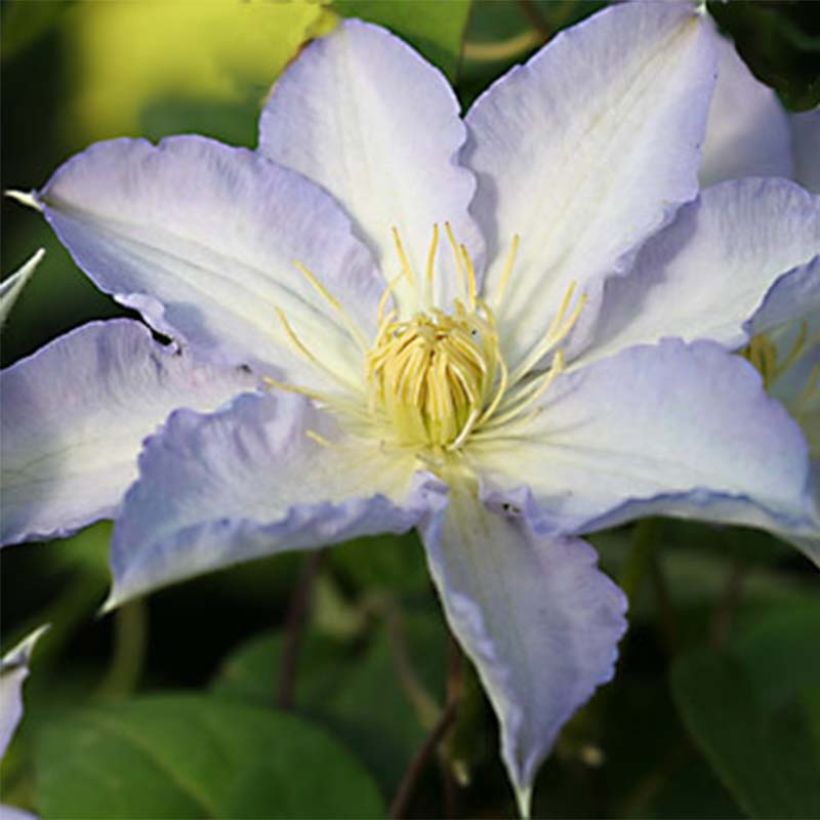 Clematis Thyrislund (Floración)