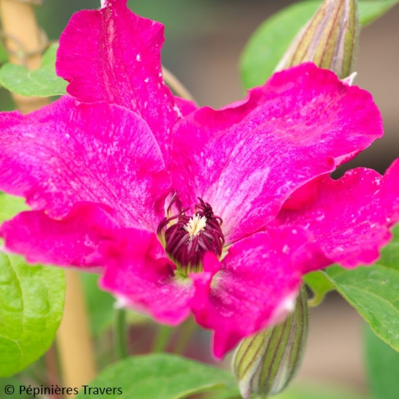 Clematis Viva Polonia (Floración)