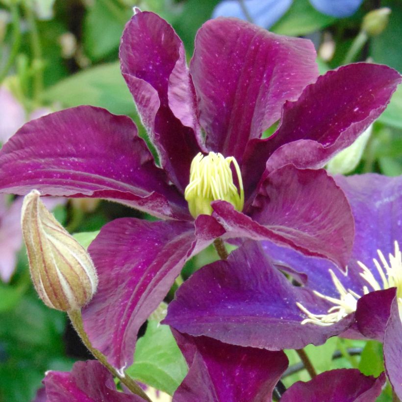 Clematis Warszawska Nike (Floración)