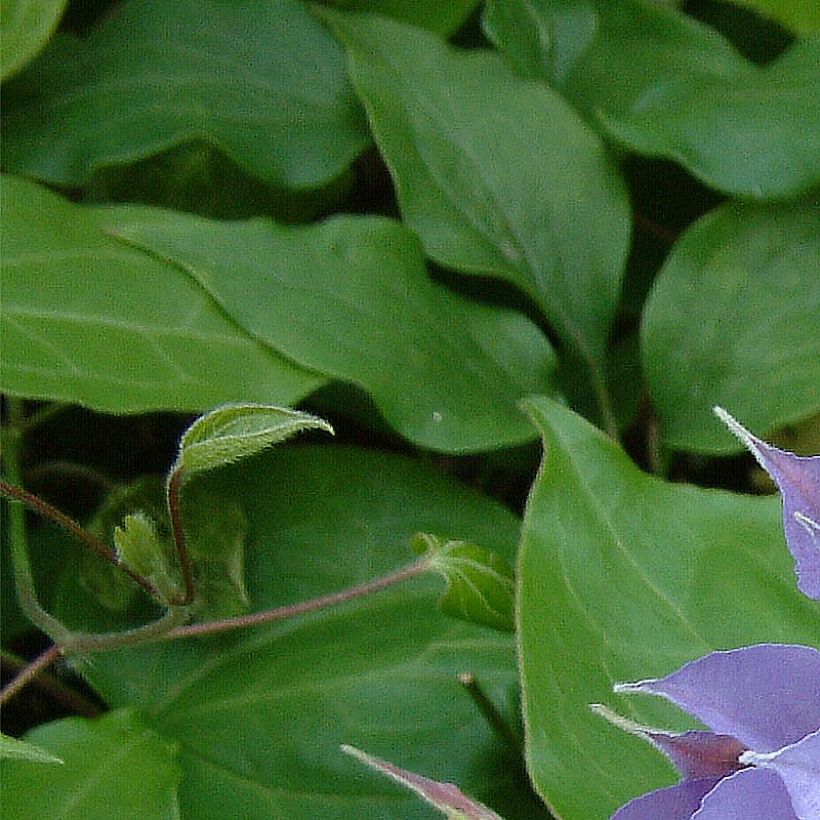 Clematis Yvette Houry (Follaje)