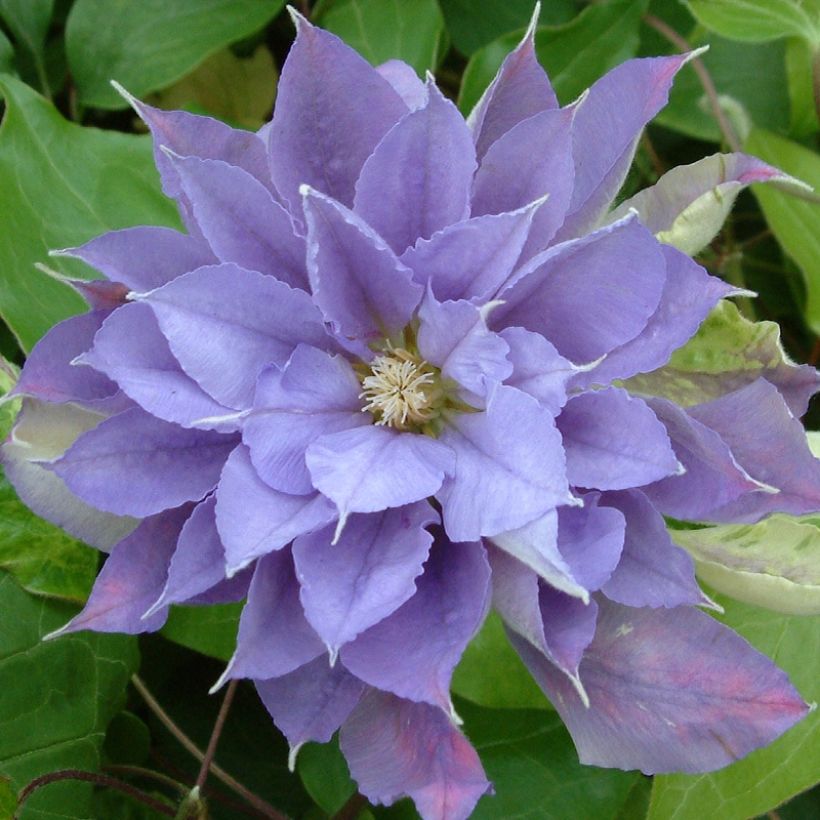 Clematis Yvette Houry (Floración)