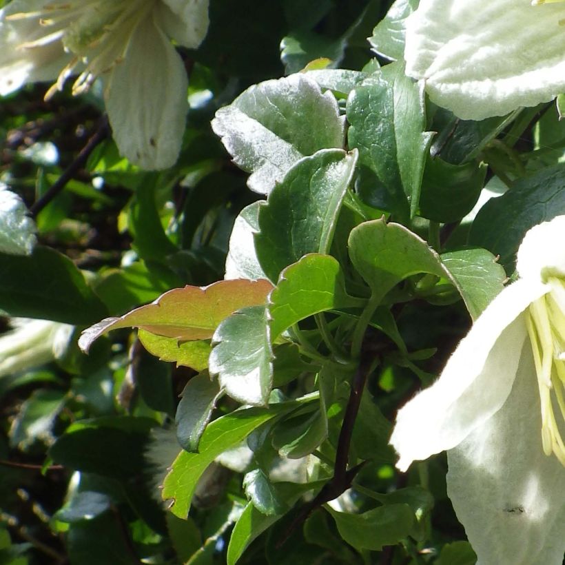 Clematis cirrhosa Wisley Cream - Aján (Follaje)