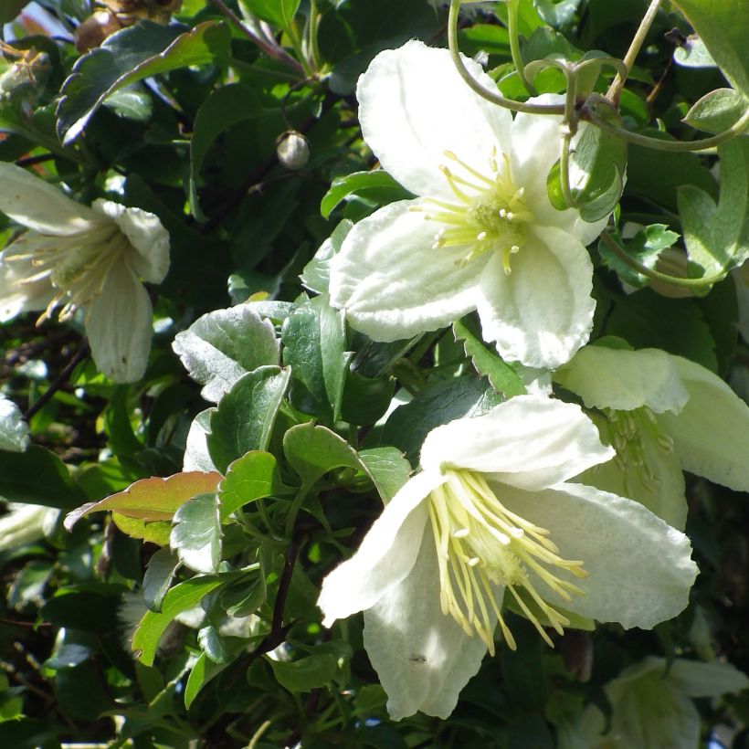 Clematis cirrhosa Wisley Cream - Aján (Floración)