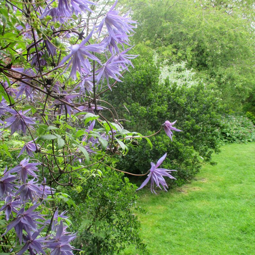 Clematis macropetala (Porte)