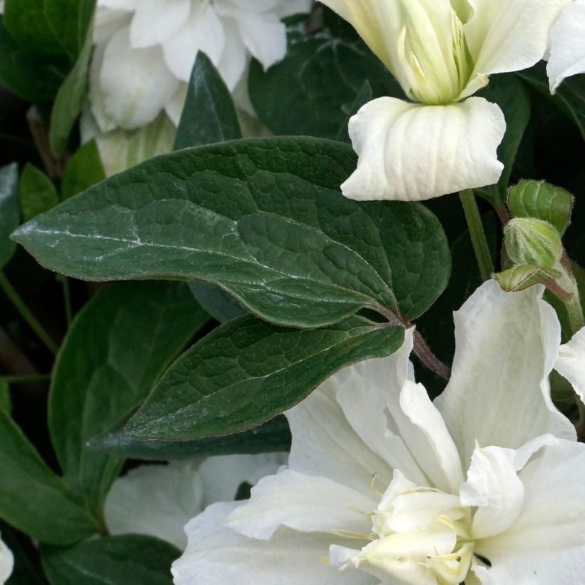 Clematis White Arabella (Follaje)