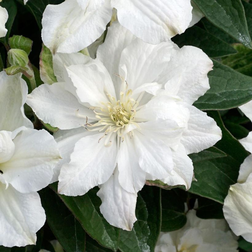 Clematis White Arabella (Floración)