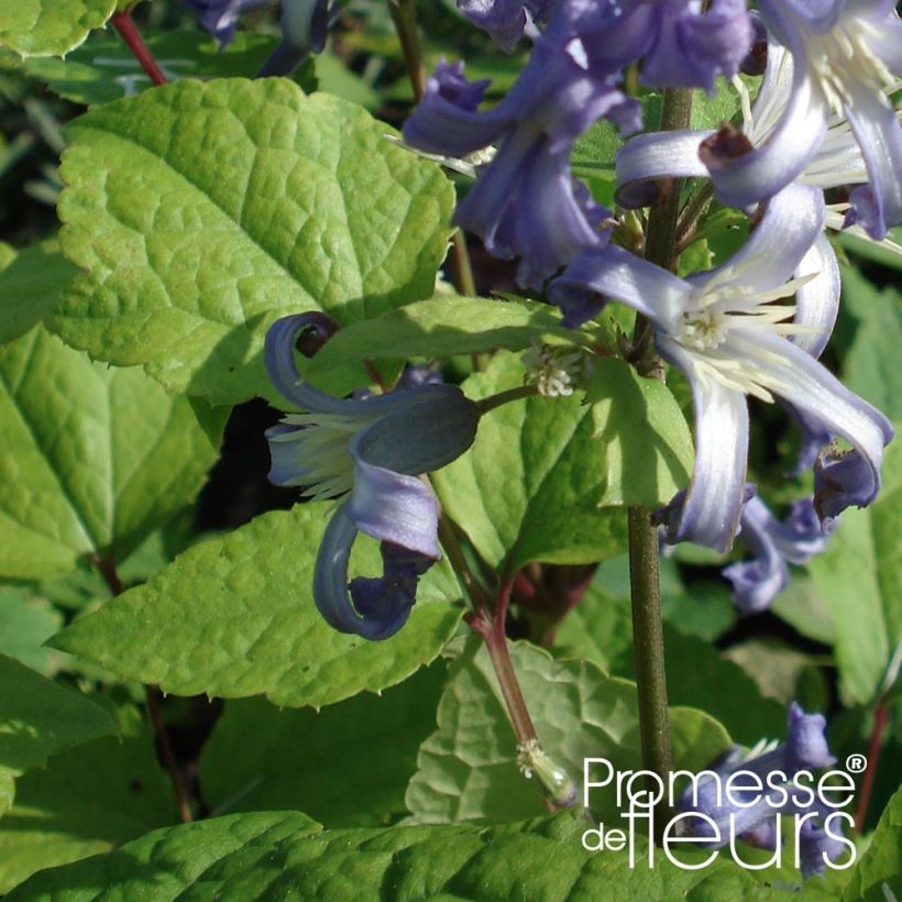 Clematis heracleifolia Côte d'Azur (Follaje)