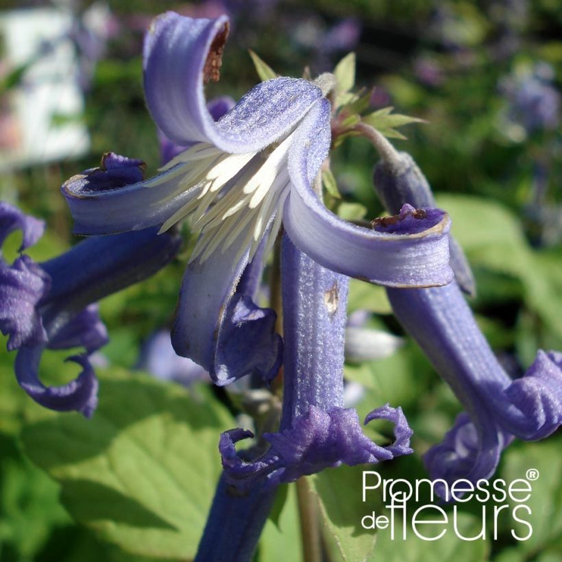 Clematis heracleifolia Côte d'Azur (Floración)