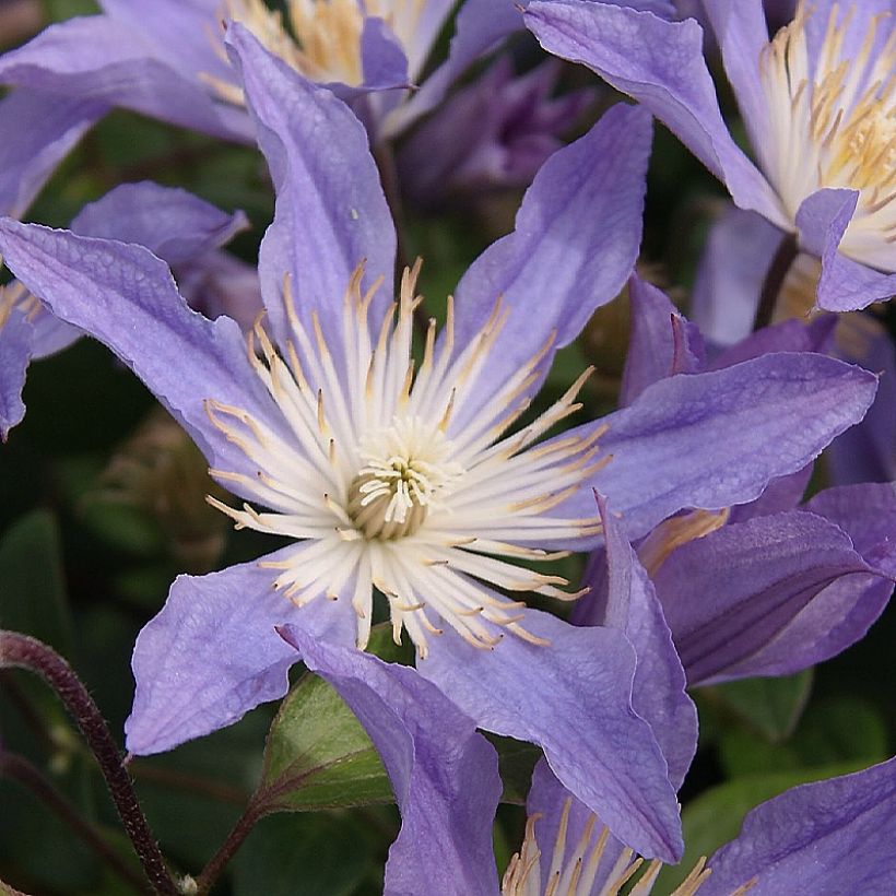 Clematis integrifolia Blue River (Floración)