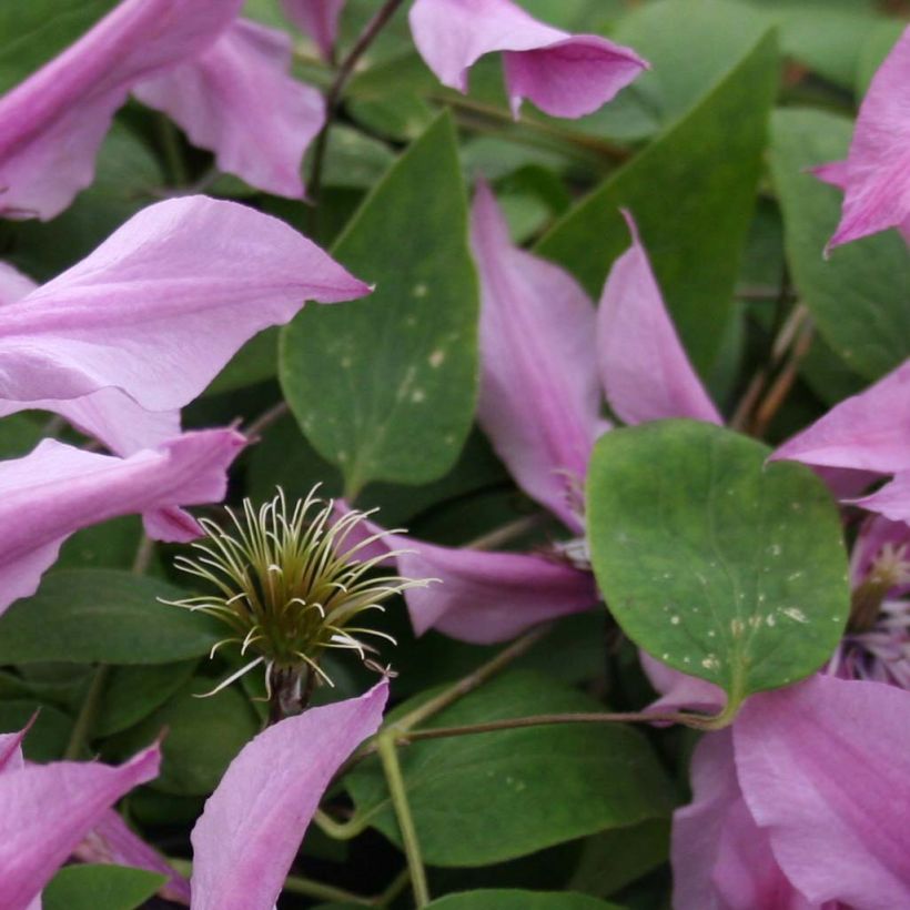 Clematis integrifolia Saphyra Duo Rose (Follaje)