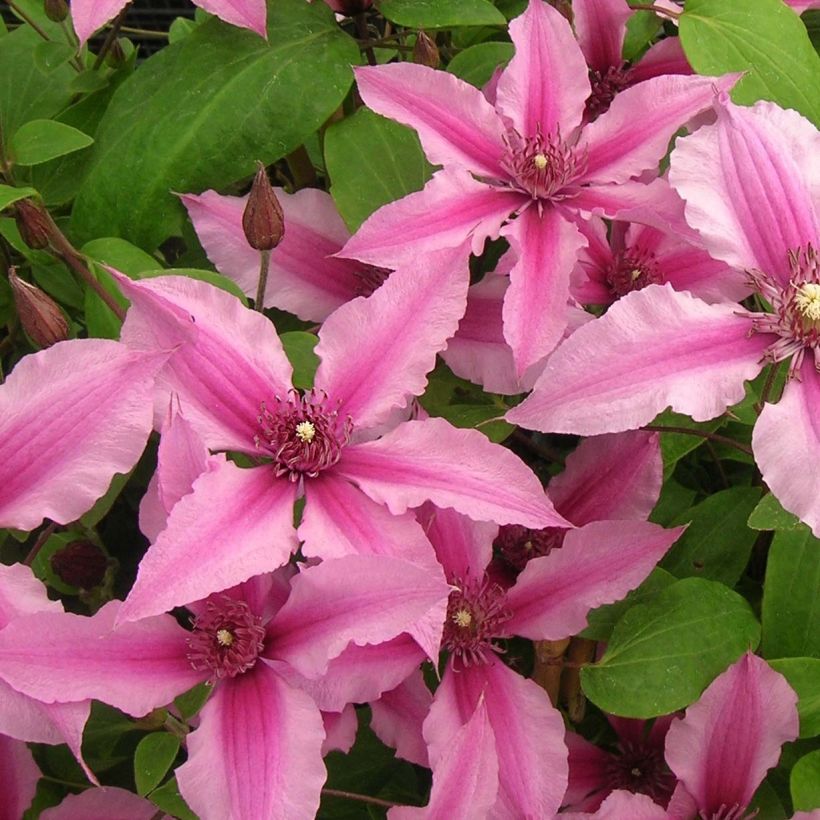 Clematis integrifolia Saphyra Duo Rose (Floración)