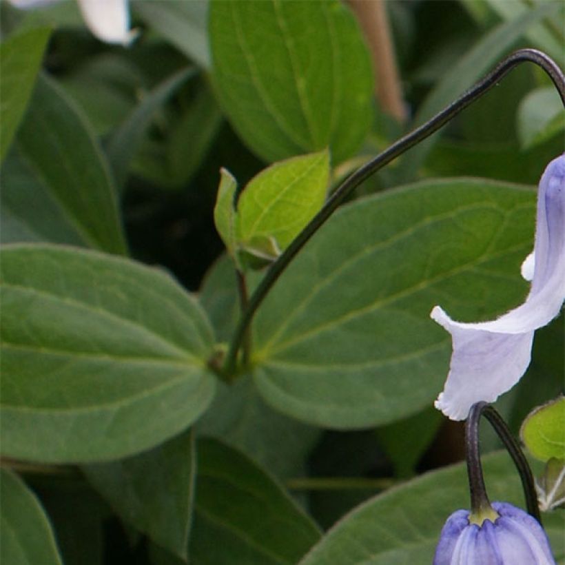 Clematis integrifolia Twinkle (Follaje)