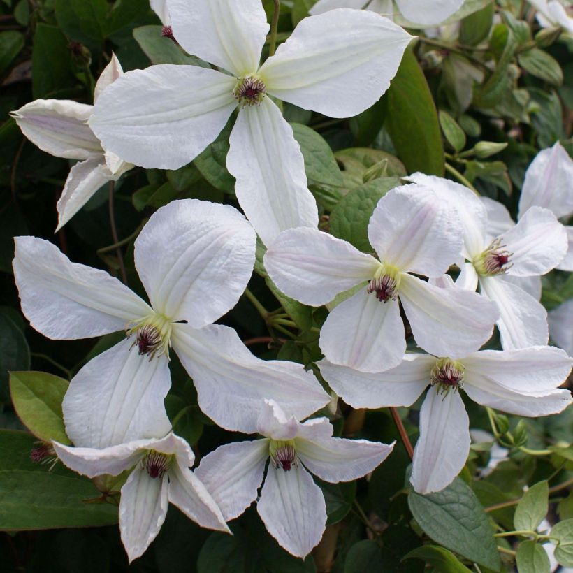 Clematis jackmanii Forever Friends (Floración)