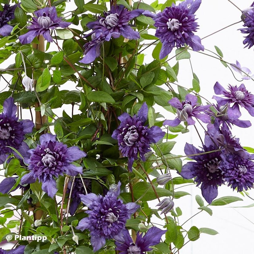 Clematis Kokonoe (Follaje)