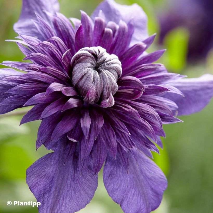 Clematis Kokonoe (Floración)