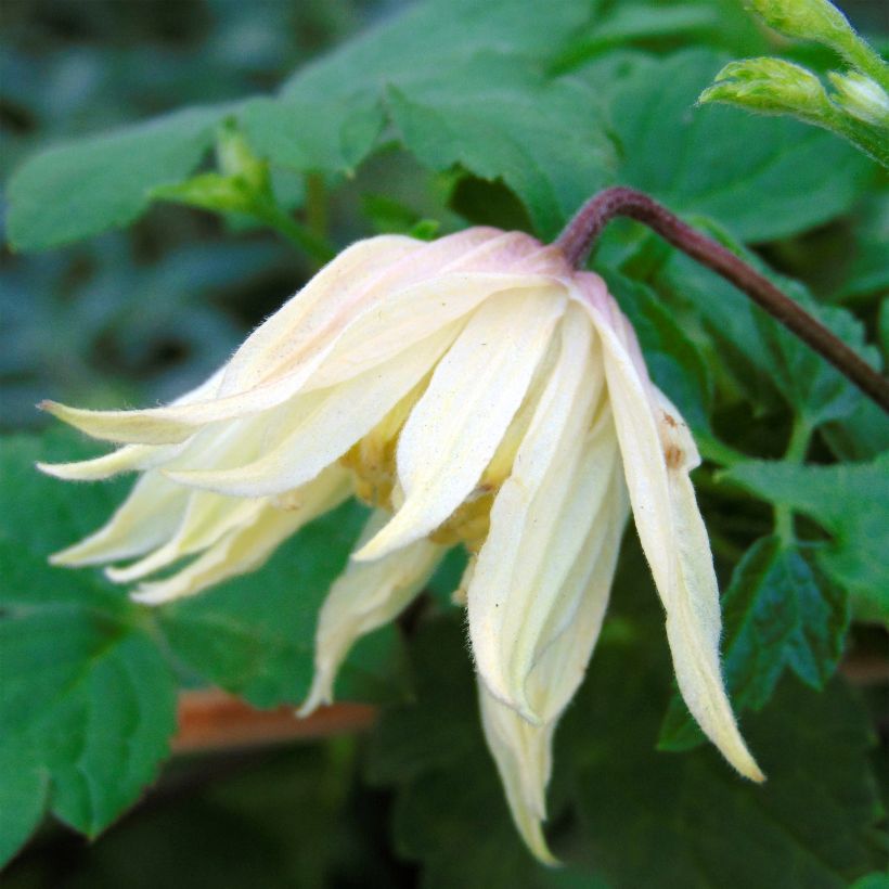 Clematis koreana Amber (Floración)