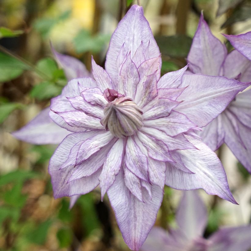 Clematis Lady Kyoko (Floración)