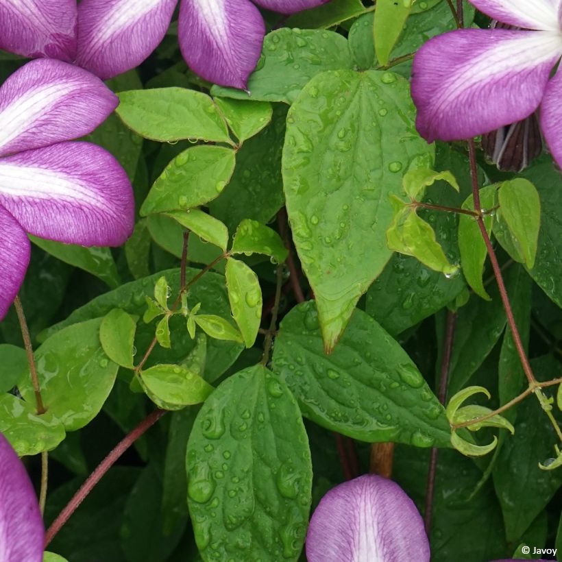 Clematis Lavallée n°1 (Follaje)