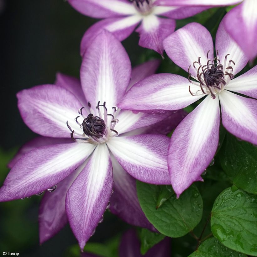 Clematis Lavallée n°1 (Floración)