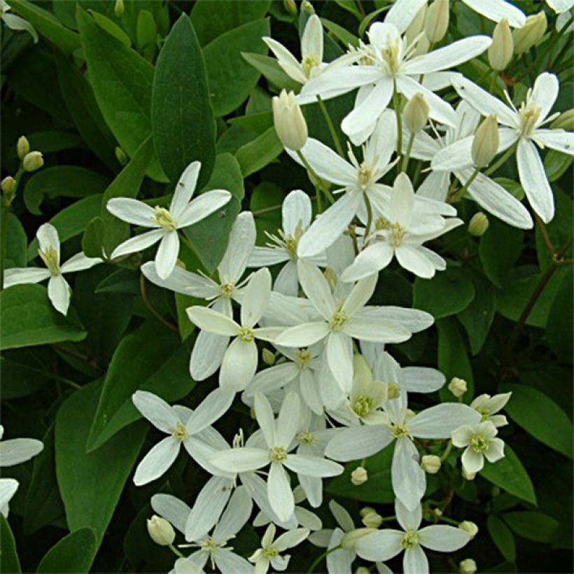 Clematis flammula mandshurica - Clemátide olorosa (Floración)