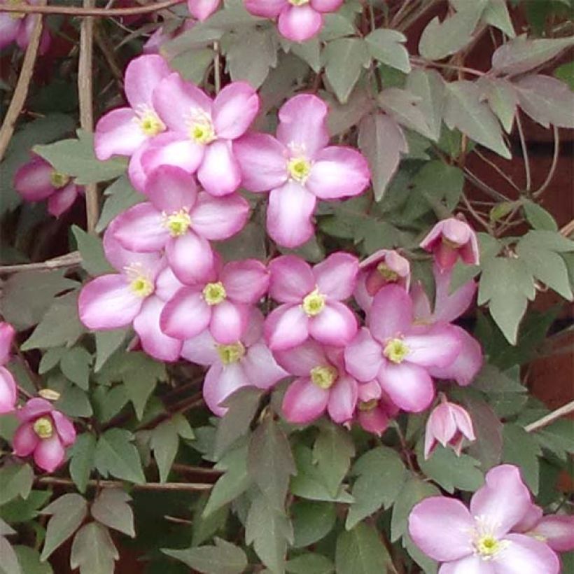 Clematis montana Freda (Floración)